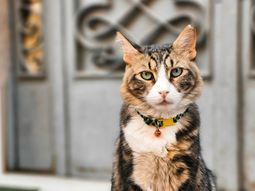 Choosing the Right Cat Collar for 2026