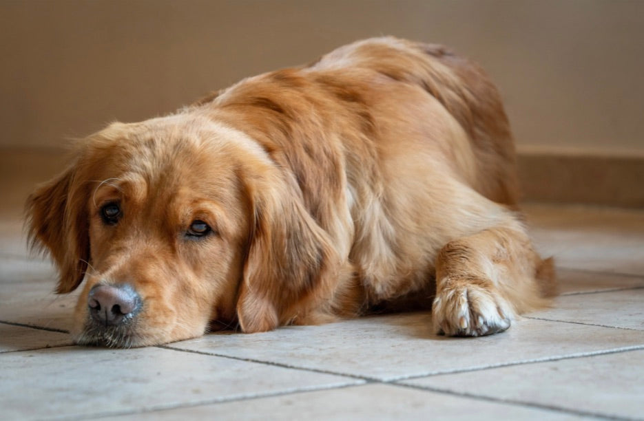 The Best Boredom Busters for Dogs
