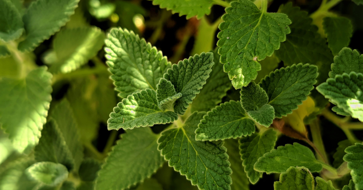 Is Catnip Safe For My Cat?