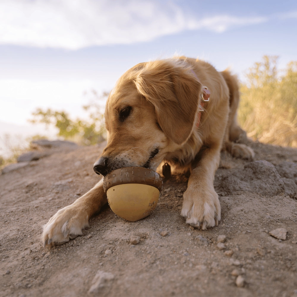 BARK Acornucopia Super Chewer Dog Toy