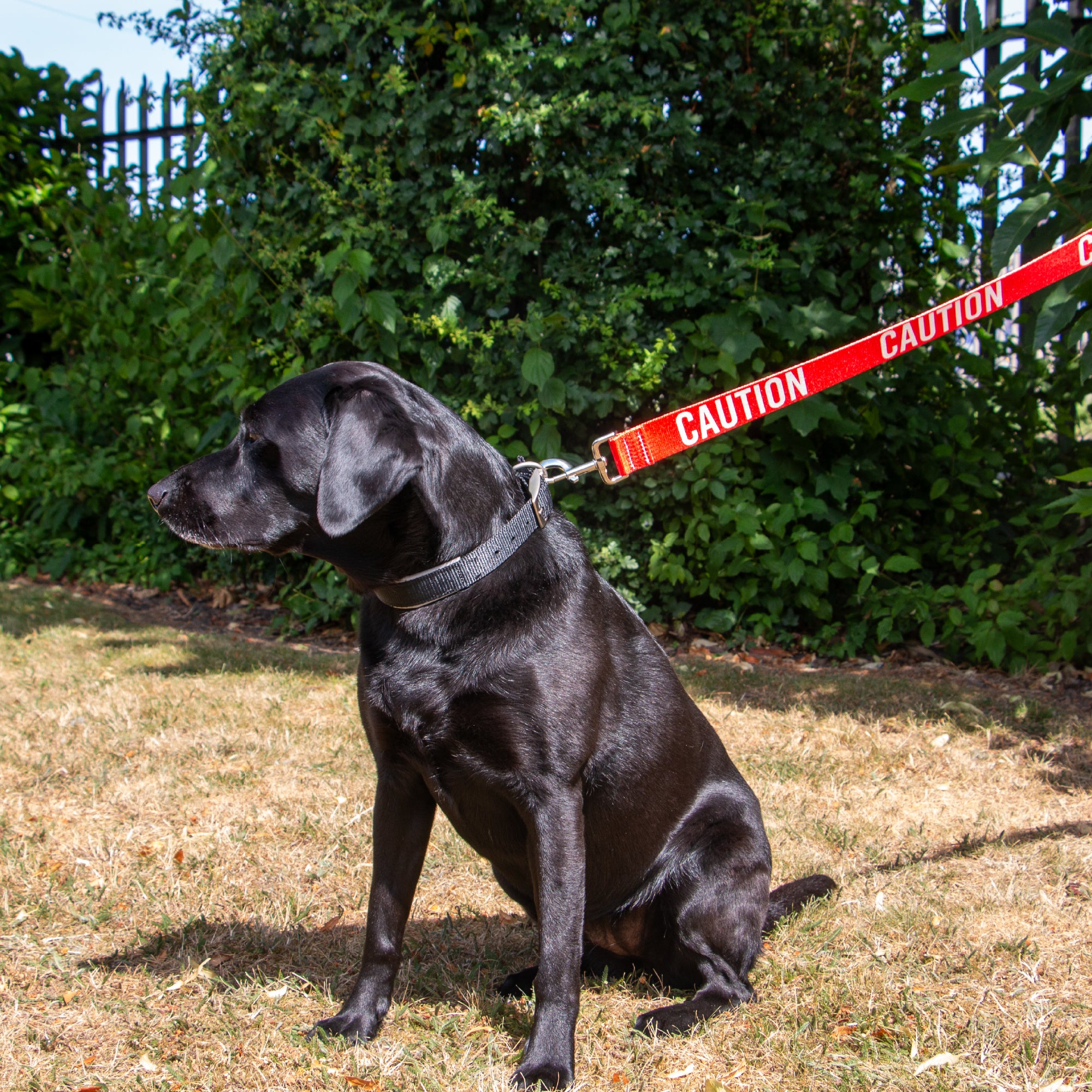 Ancol Caution Awareness Dog Lead – 40mm Wide