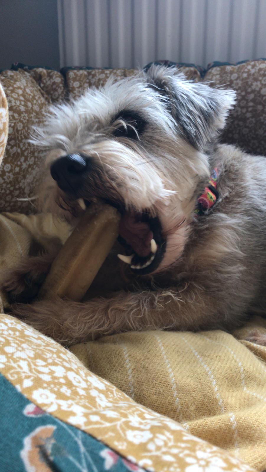 K2 Yak Chews Long Lasting Natural Dog Treats XX-Large (Jumbo)