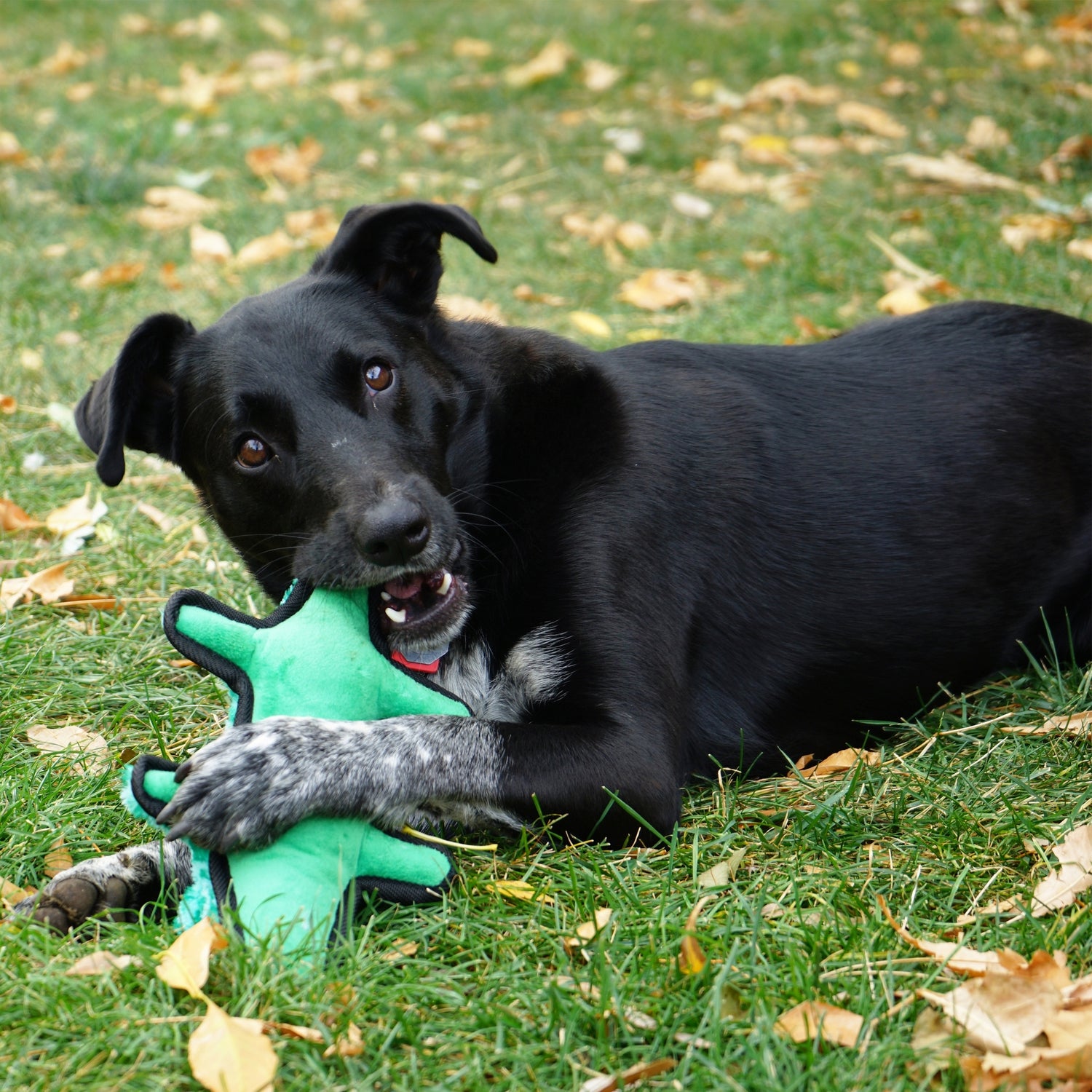 KONG Ballistic Alligator