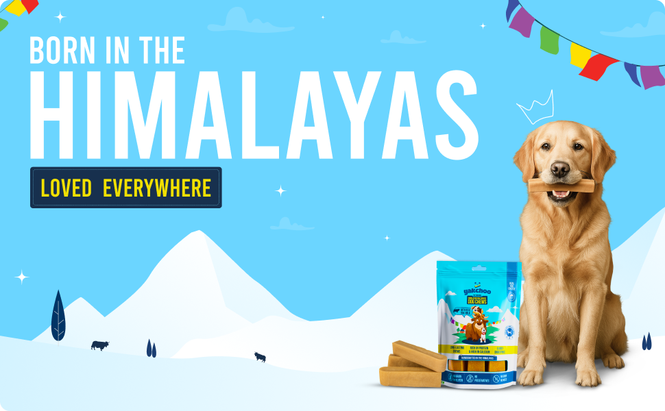 Yakchoo Himalayan Yak Cheese Dog Chews – Medium 70g - 2 or 3 Pack Options