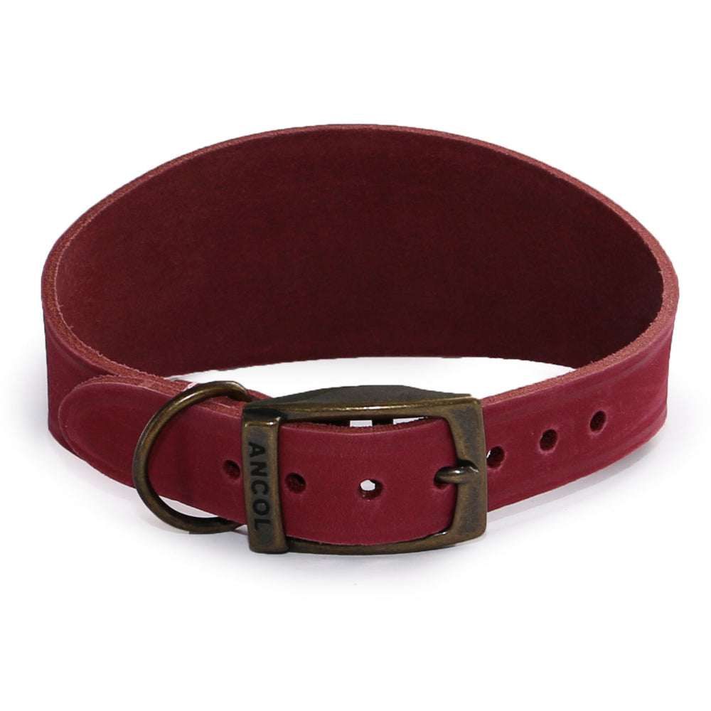 Ancol 2025 whippet collar