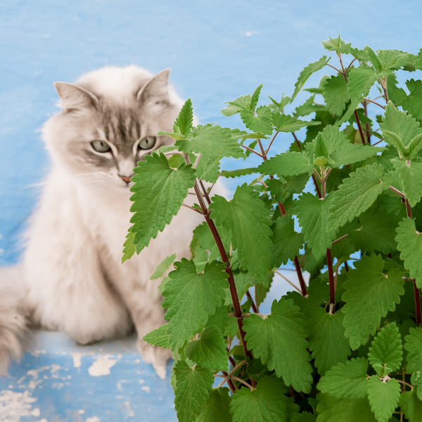 What is catnip and what does it do to cats Real Pet Store Blogs UK