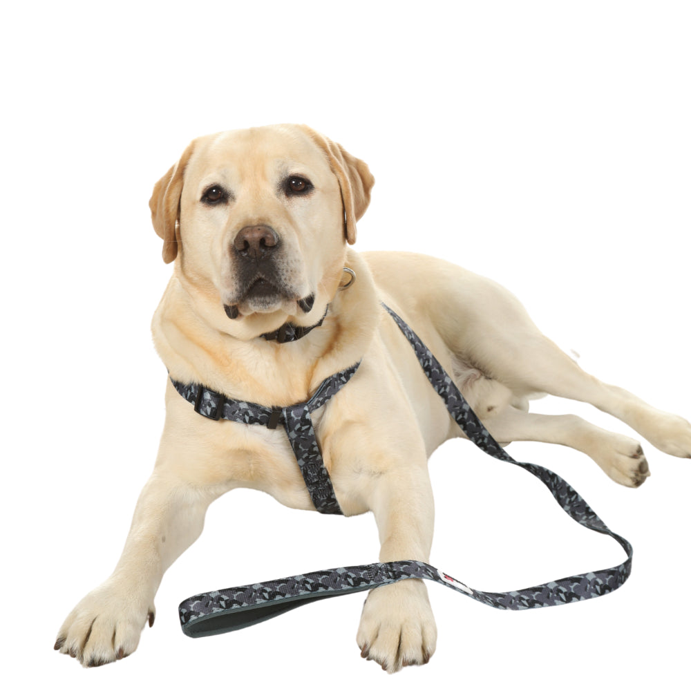 The Best Dog Leads for 2025