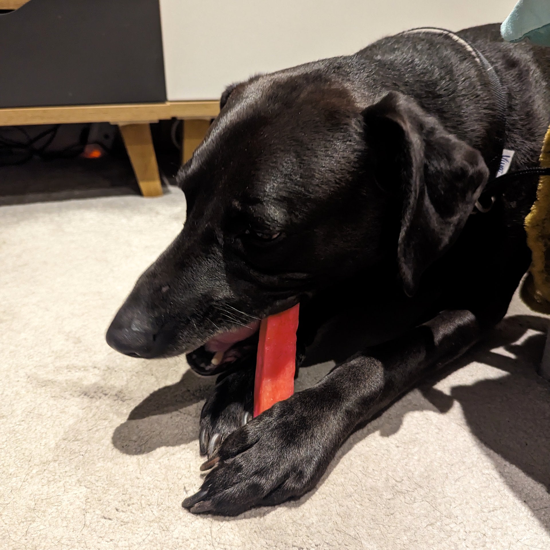 Are Yak Chews Safe for All Dog Breeds?