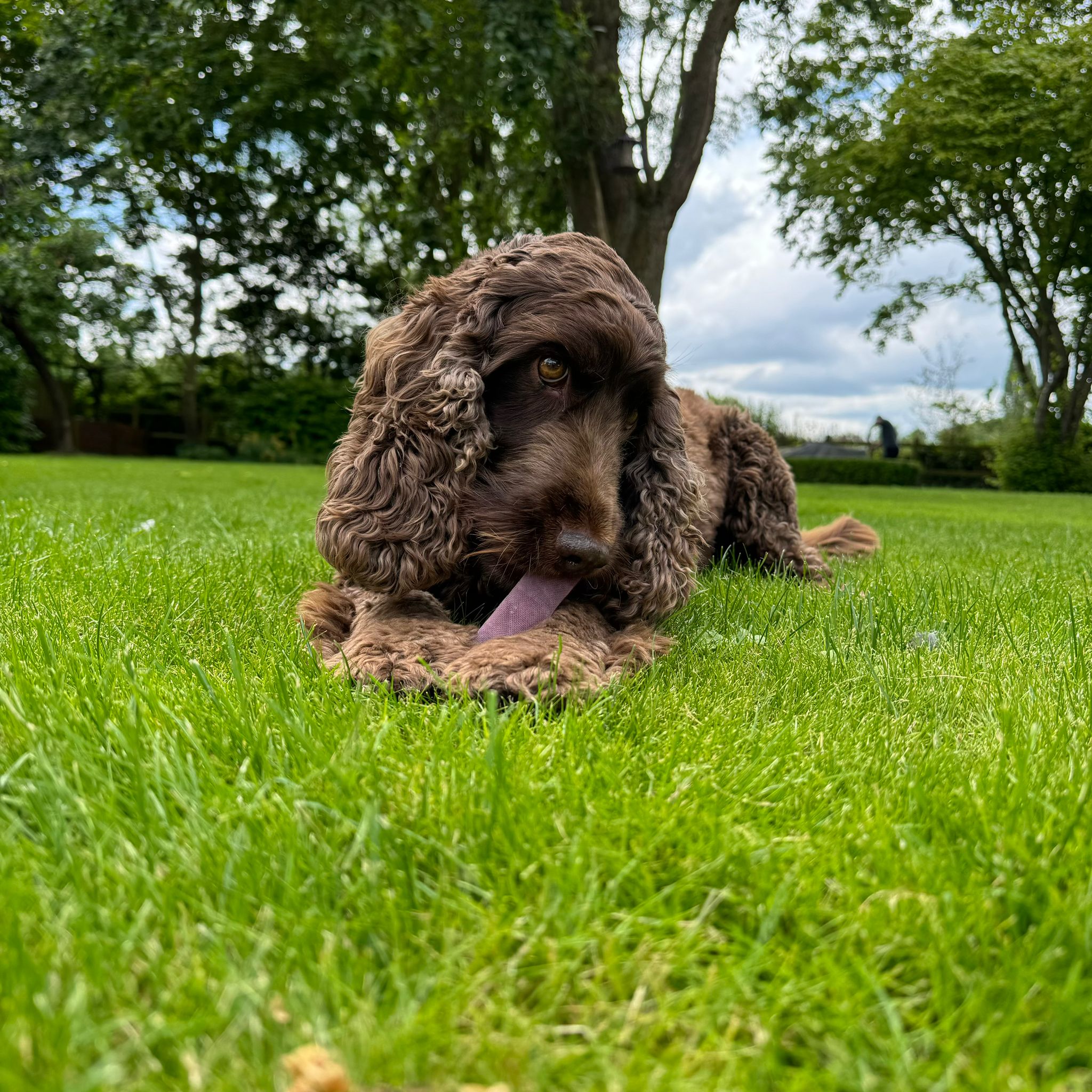 Why Yak Chews are the Best Treat for Your Dog