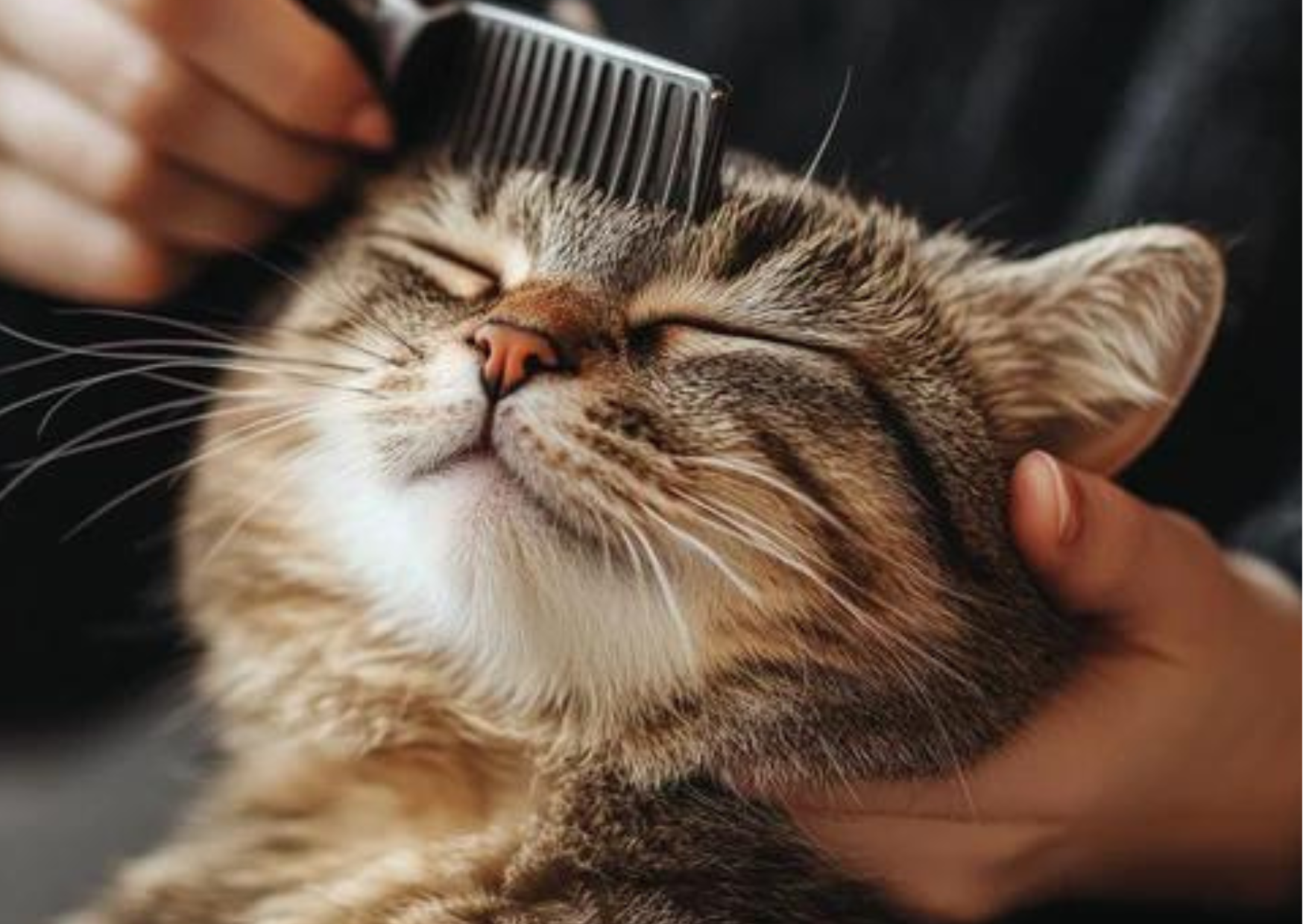 5 Reasons You Should Be Grooming Your Cat Regularly