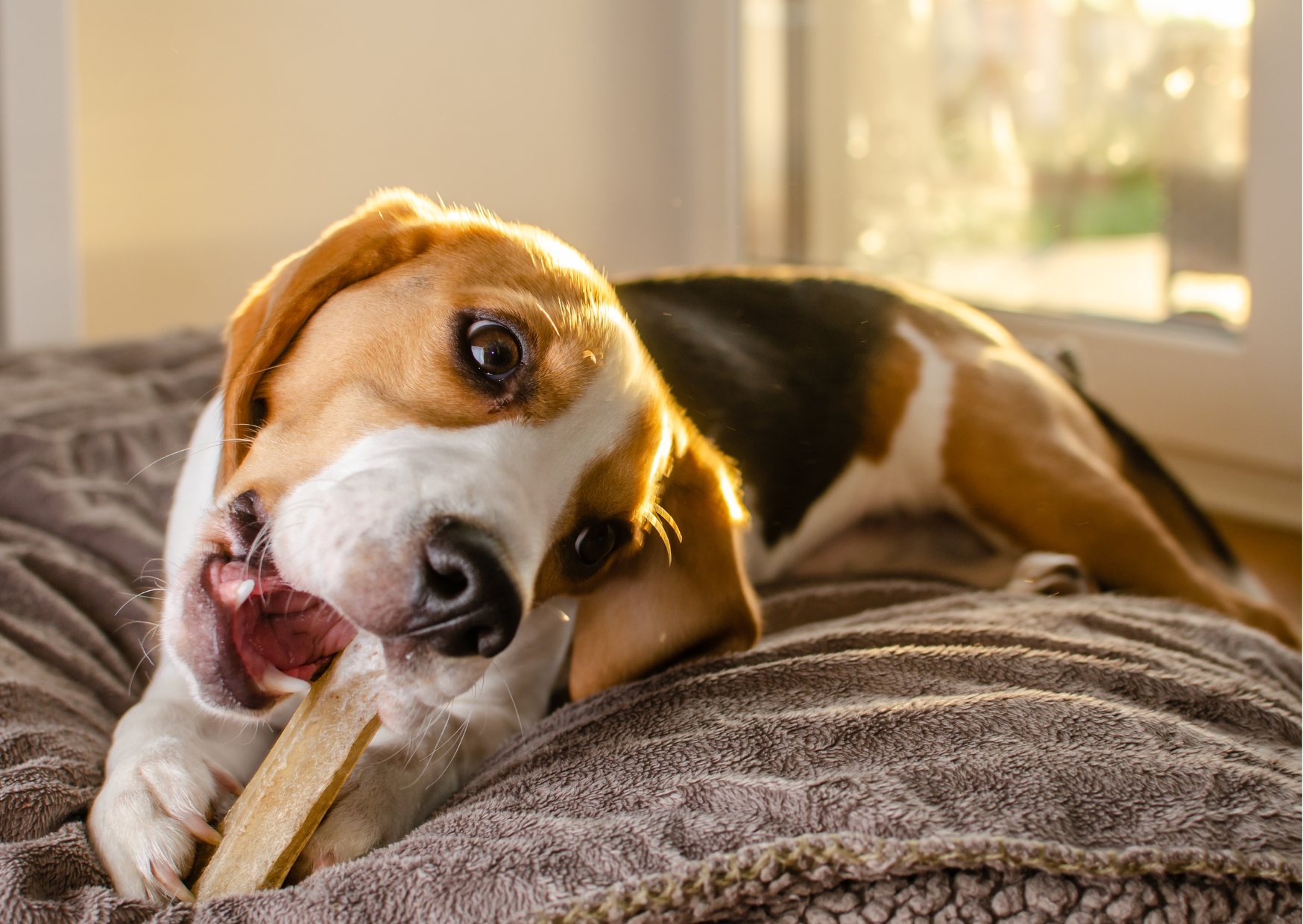 The Benefits of Yak Chews for Your Dog