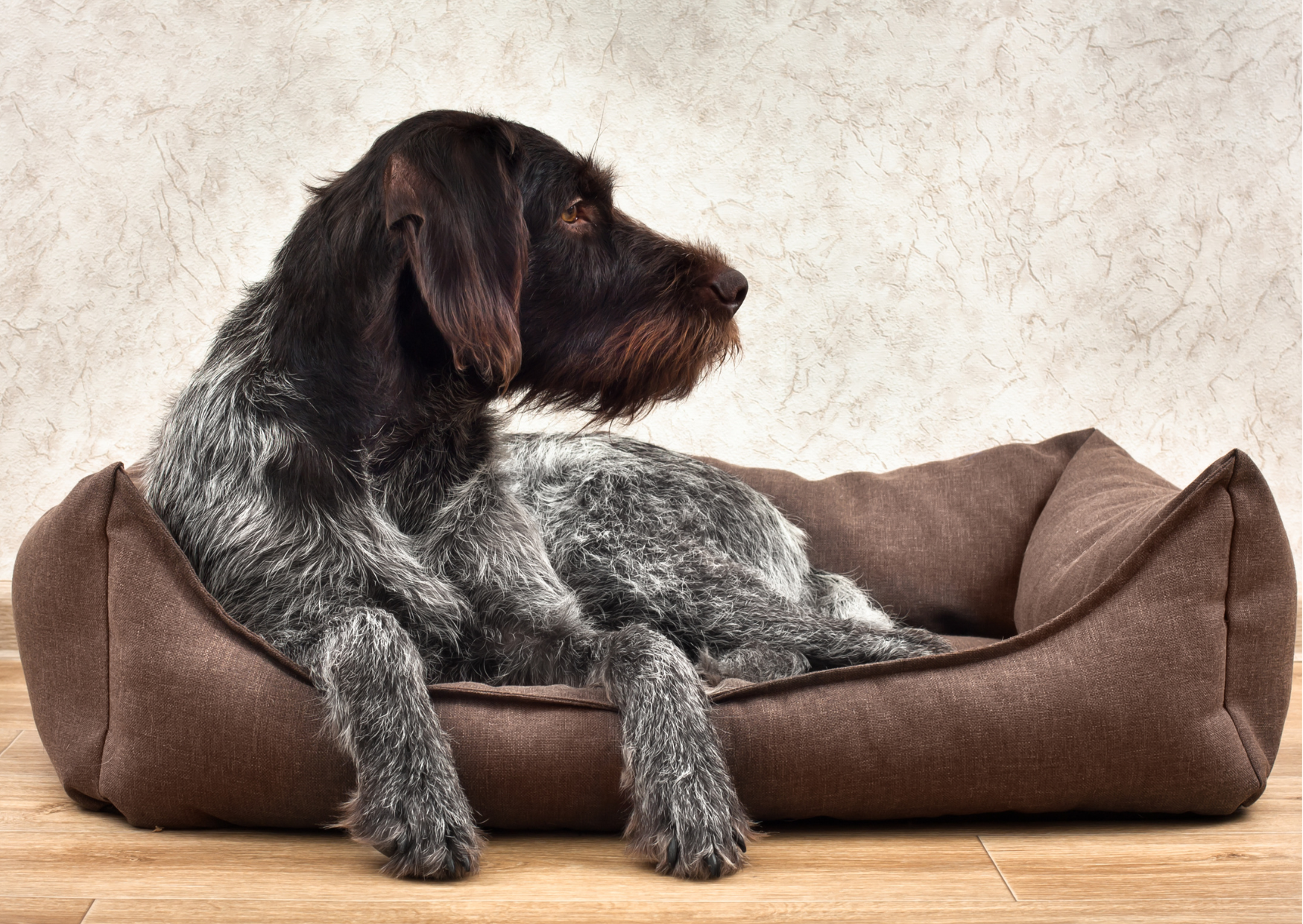 Finding the Perfect Bed Set Up for Your Pet