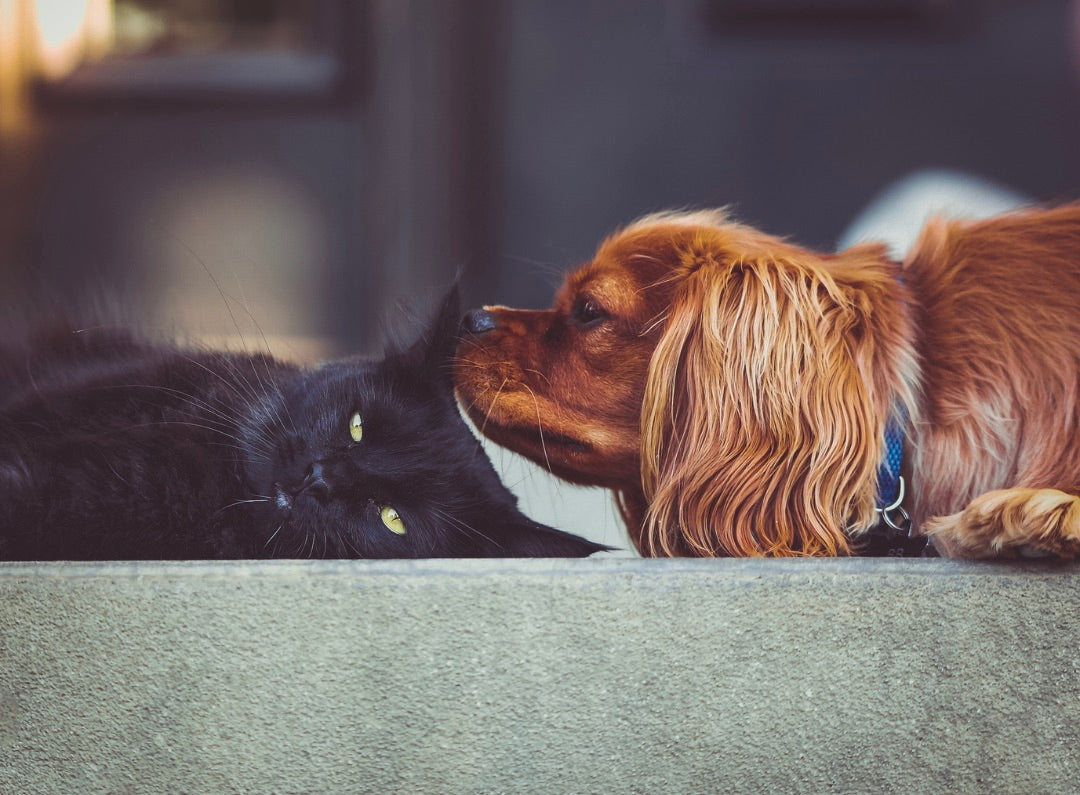 How to Tell if Your Dog or Cat is Dehydrated