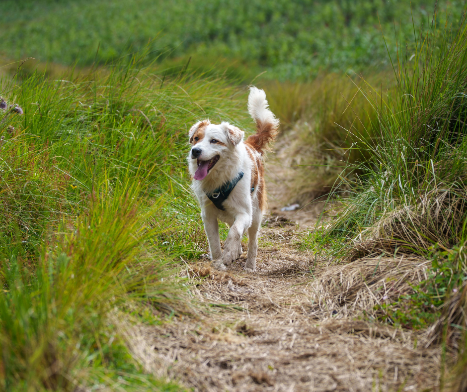 Dog Walking Essentials for 2026
