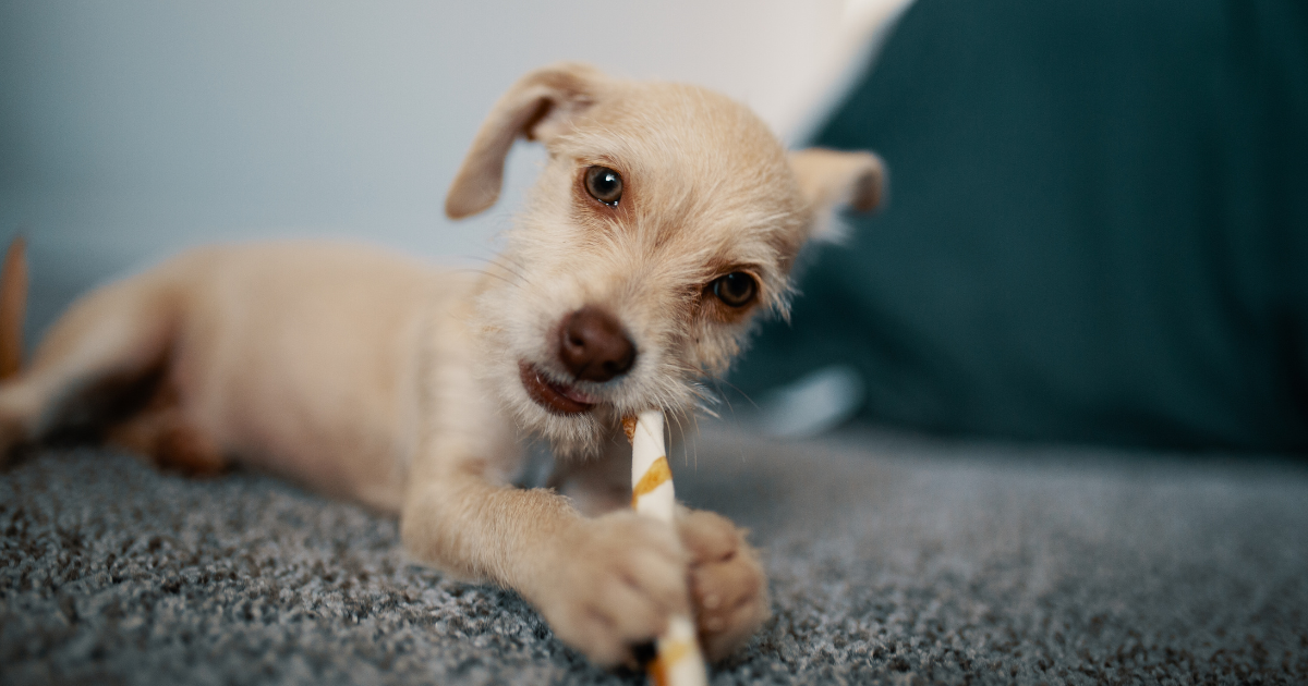 The Best Dog Chews For 2026
