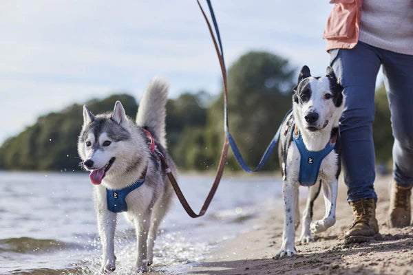 The Best Dog Harnesses for 2025