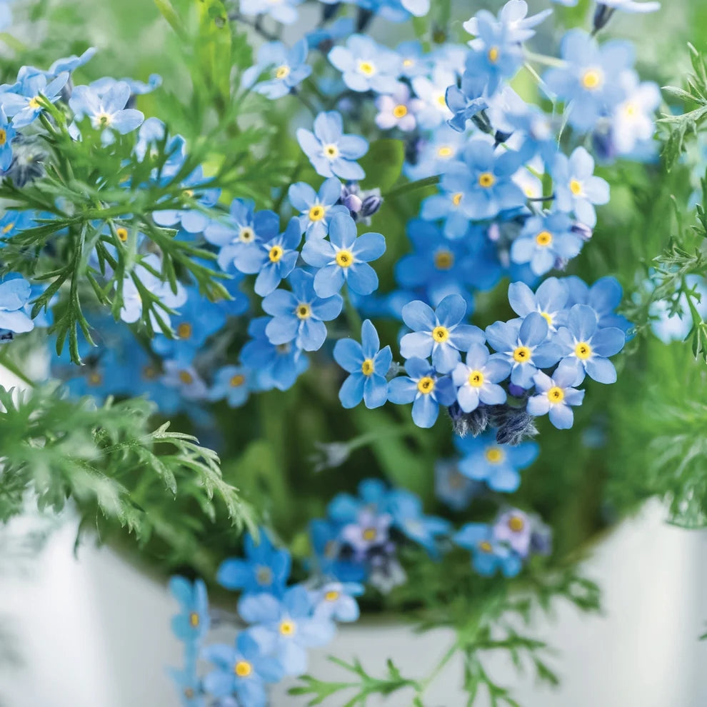 Oh So Precious Forget-Me-Not-Seeds