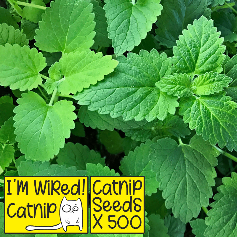 I'm Wired Catnip Nepeta Cataria Seeds x 500