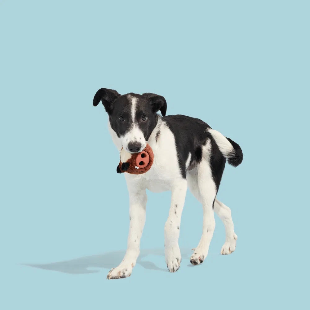 Bark Wild Boris Super Chewer Dog Toy