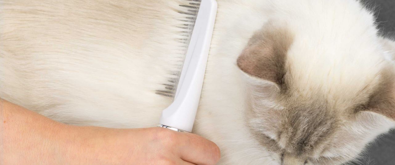 Long hair shop cat grooming kit